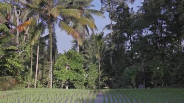 Bali 'deki palmiye ağaçları ve pirinç tarlaları