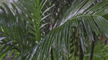 Şiddetli fırtına sırasında palmiye ağaçları ve tropikal yağmur ormanları