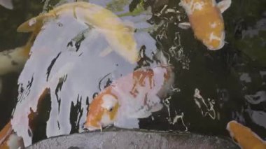 Bali 'deki tropik bir bahçedeki gölde sazan balığı. 