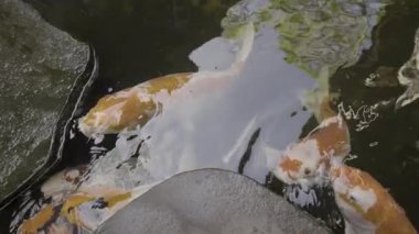 Bali 'deki tropik bir bahçedeki gölde sazan balığı. 