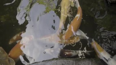Bali 'deki tropik bir bahçedeki gölde sazan balığı. 