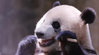 Bir pandanın yemek yerken yakın plan çekimi.