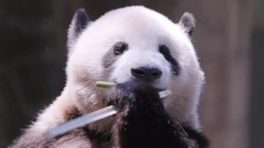 Bir pandanın yemek yerken yakın plan çekimi.