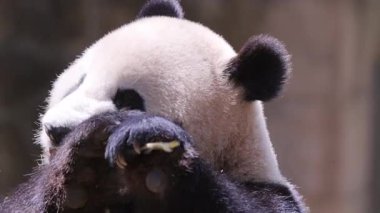 Bir pandanın yemek yerken yakın plan çekimi.