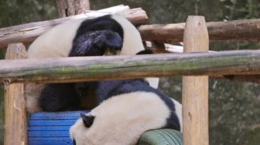 Panda kardeşler hayvanat bahçesinde oynuyorlar.