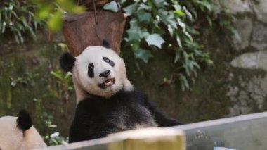 Panda kardeşler hayvanat bahçesinde oynuyorlar.