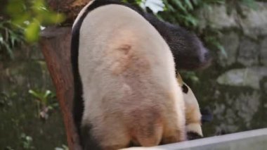 Panda kardeşler hayvanat bahçesinde oynuyorlar.