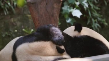 Panda kardeşler hayvanat bahçesinde oynuyorlar.