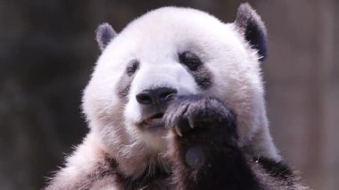 Bir pandanın yemek yerken yakın plan çekimi.