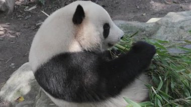 Bir pandanın yemek yerken yakın plan çekimi.