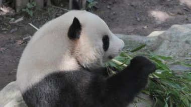 Bir pandanın yemek yerken yakın plan çekimi.