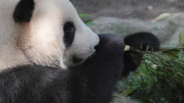 Bir pandanın yemek yerken yakın plan çekimi.