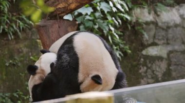 Panda kardeşler hayvanat bahçesinde oynuyorlar.