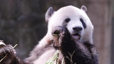 Bir pandanın yemek yerken yakın plan çekimi.