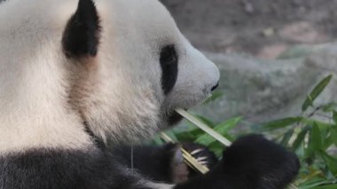 Bir pandanın yemek yerken yakın plan çekimi.