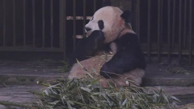 Bir pandanın yemek yerken yakın plan çekimi.