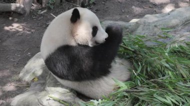 Bir pandanın yemek yerken yakın plan çekimi.