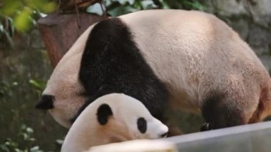 Panda kardeşler hayvanat bahçesinde oynuyorlar.