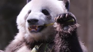Bir pandanın yemek yerken yakın plan çekimi.