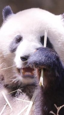 Bir pandanın dikey olarak yediği yakın plan.