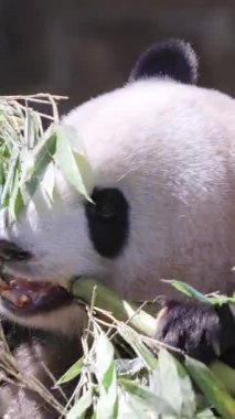 Bir pandanın dikey olarak yediği yakın plan.