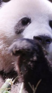 Bir pandanın dikey olarak yediği yakın plan.