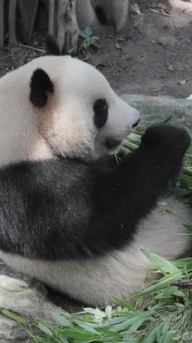 Bir pandanın dikey olarak yediği yakın plan.