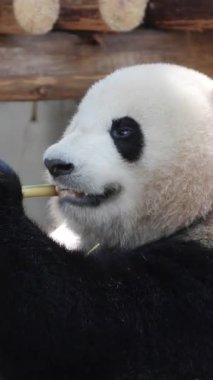 Bir pandanın dikey olarak yediği yakın plan.