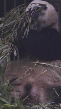 Bir pandanın dikey olarak yediği yakın plan.