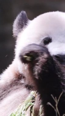Bir pandanın dikey olarak yediği yakın plan.