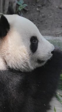 Bir pandanın dikey olarak yediği yakın plan.
