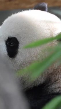 Bir pandanın dikey olarak yediği yakın plan.