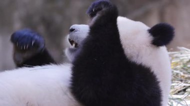 Bir pandanın yemek yerken yakın plan çekimi.