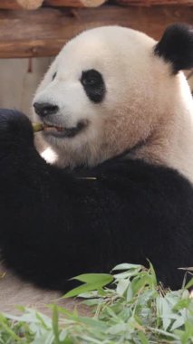 Bir pandanın dikey olarak yediği yakın plan.