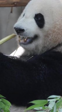 Bir pandanın dikey olarak yediği yakın plan.