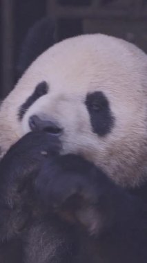 Bir pandanın dikey olarak yediği yakın plan.