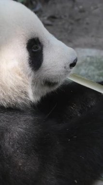 Bir pandanın dikey olarak yediği yakın plan.
