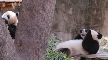 Bir pandanın yemek yerken yakın plan çekimi.