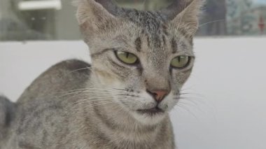 Yunanca dinlenen sokak kedisi