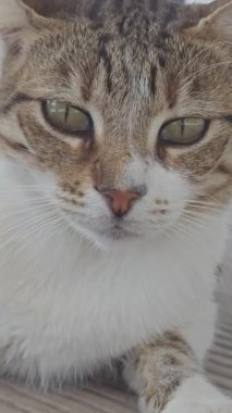 Dikey olarak Yunanca dinlenen sokak kedisi