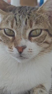 Dikey olarak Yunanca dinlenen sokak kedisi