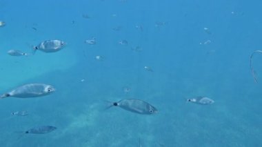 Sualtı manzarası solda bir yata bakıyor, Yunanistan