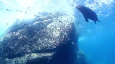 Cabo Pulmo, Baja California sur, Meksika 'da tüplü dalış yaparken deniz aslanlarının sualtı görüntüleri.