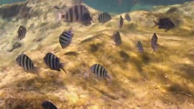 xcaret Yucatan Meksika 'da balıklarla şnorkelle yüzmek