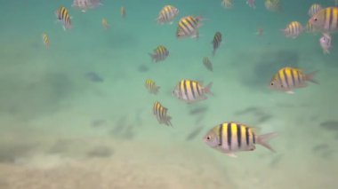 xcaret Yucatan Meksika 'da balıklarla şnorkelle yüzmek