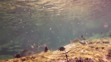 xcaret Yucatan Meksika 'da balıklarla şnorkelle yüzmek