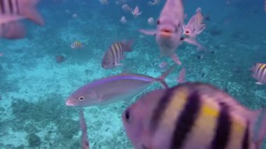 xcaret Yucatan Meksika 'da balıklarla şnorkelle yüzmek