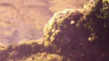 xcaret Yucatan Meksika 'da balıklarla şnorkelle yüzmek