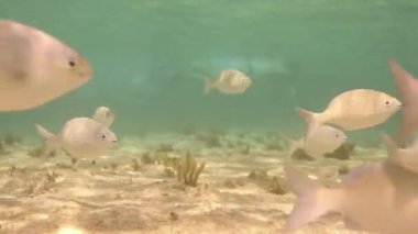 xcaret Yucatan Meksika 'da balıklarla şnorkelle yüzmek