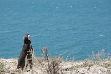 in the land of patagonia the nature and the wild